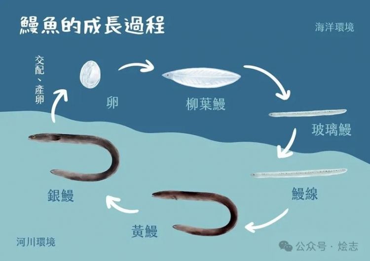 关于蒲烧鳗鱼，以及日本人的吃鳗历史脑回路