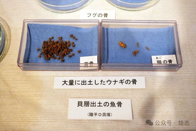 关于蒲烧鳗鱼，以及日本人的吃鳗历史脑回路
