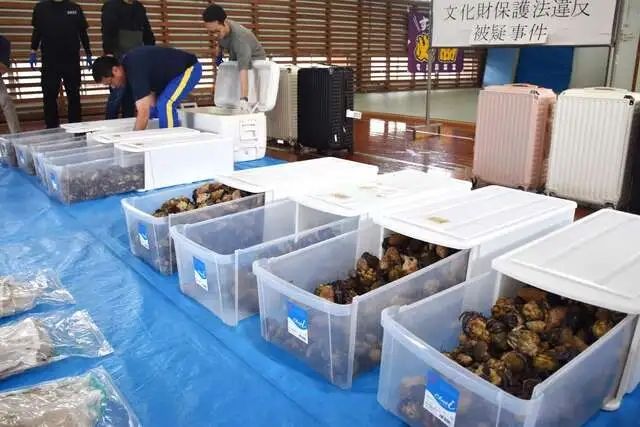 行李箱塞数千只保护动物，三个中国人喜提日本产银手镯