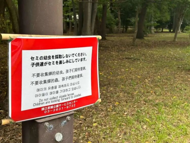 中国人在公园狂抓知了猴，日本人看傻了：“求放过！”