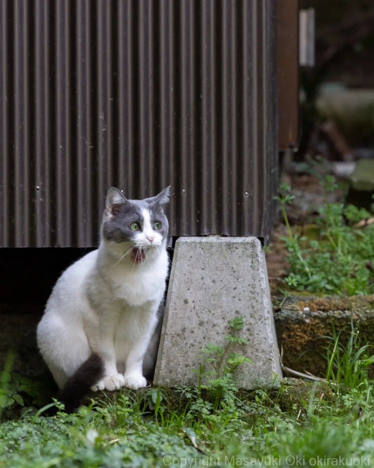 第246期：石破茂将辞职首相？日美达成关税协议；田中圭永野芽郁海外密会？中国恢复449种日本水产进口  | 百通板