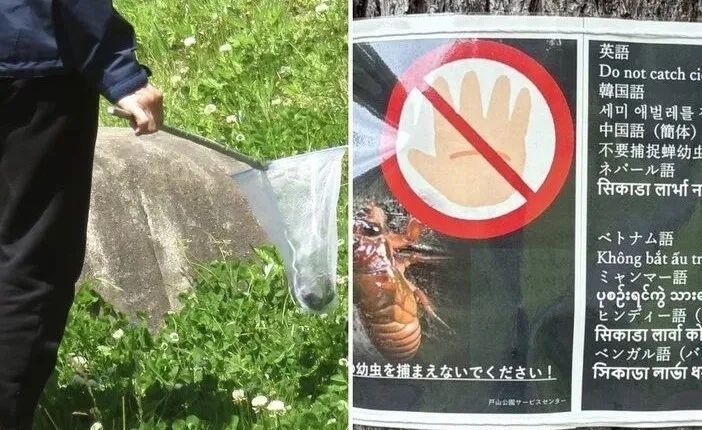 中国人在公园狂抓知了猴，日本人看傻了：“求放过！”