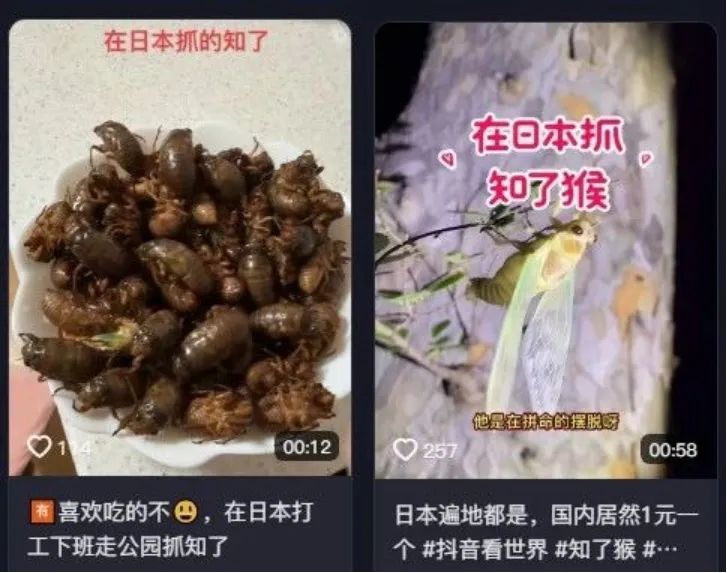 中国人在公园狂抓知了猴，日本人看傻了：“求放过！”