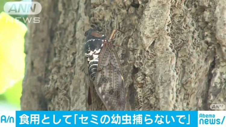 中国人在公园狂抓知了猴，日本人看傻了：“求放过！”