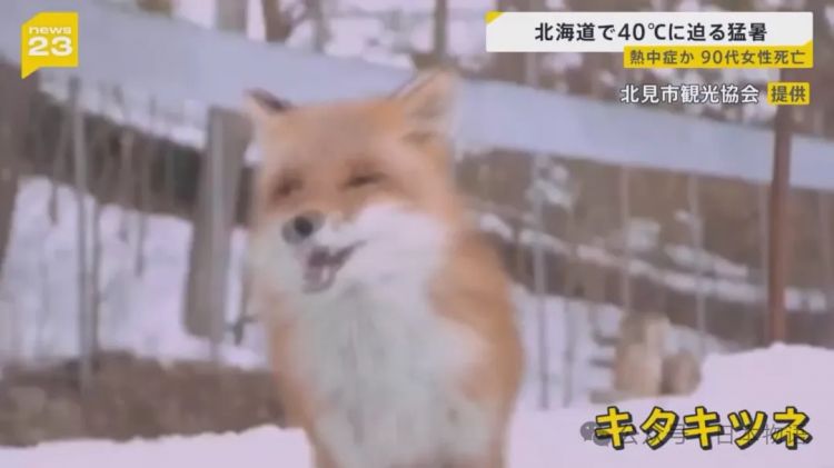 东京热不是段子，26年前久石让的《Summer》也就28度，现在40度！
