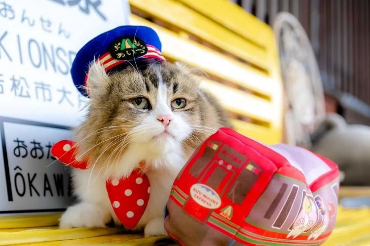 一觉醒来，我家猫考上编了？！（内含大量猫猫图