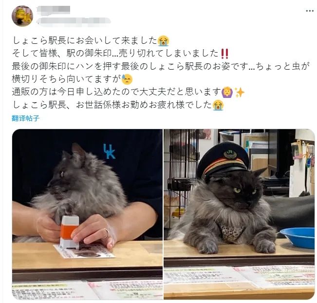 一觉醒来，我家猫考上编了？！（内含大量猫猫图