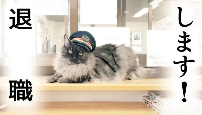 一觉醒来，我家猫考上编了？！（内含大量猫猫图