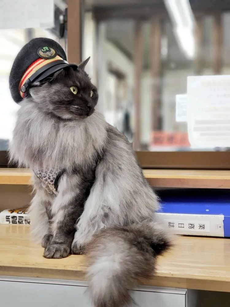 一觉醒来，我家猫考上编了？！（内含大量猫猫图