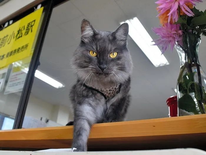 一觉醒来，我家猫考上编了？！（内含大量猫猫图
