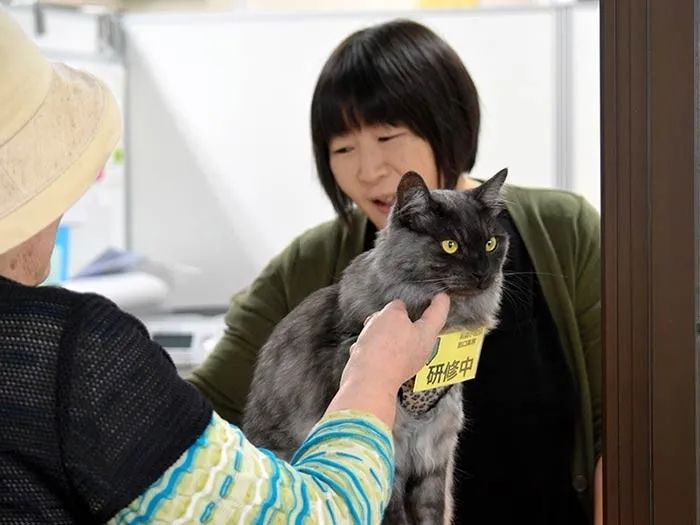 一觉醒来，我家猫考上编了？！（内含大量猫猫图