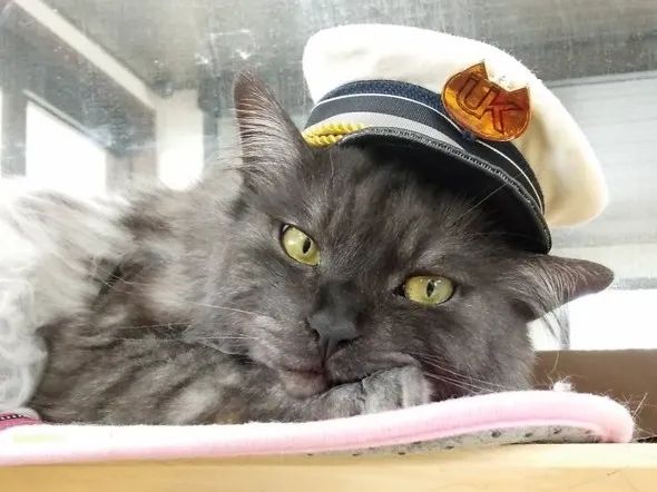 一觉醒来，我家猫考上编了？！（内含大量猫猫图