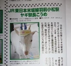 一觉醒来，我家猫考上编了？！（内含大量猫猫图