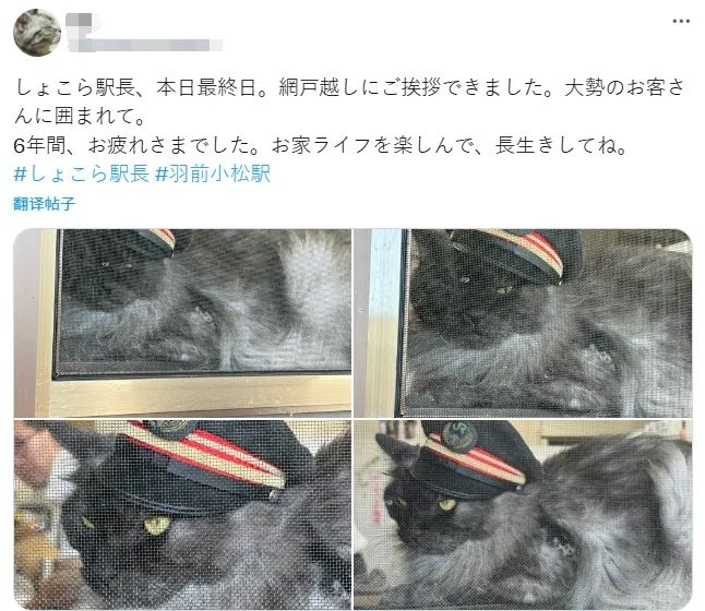 一觉醒来，我家猫考上编了？！（内含大量猫猫图