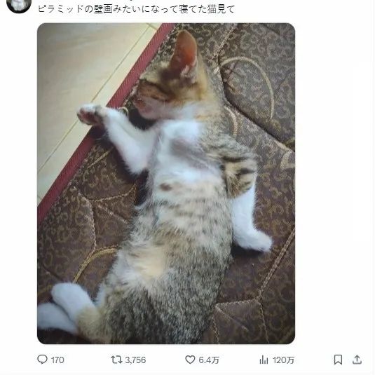 这个夏天，日本网友又在瞎说什么大实话？第59回