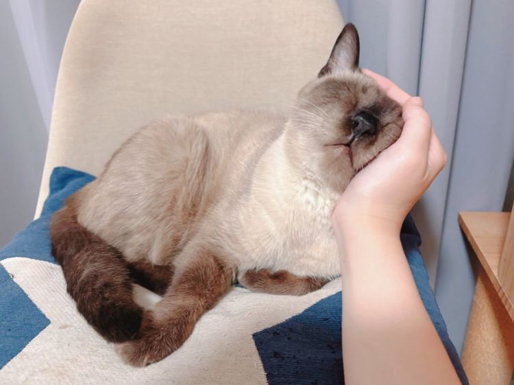 知名IP小豆泥原型猫因恶性淋巴瘤去世 