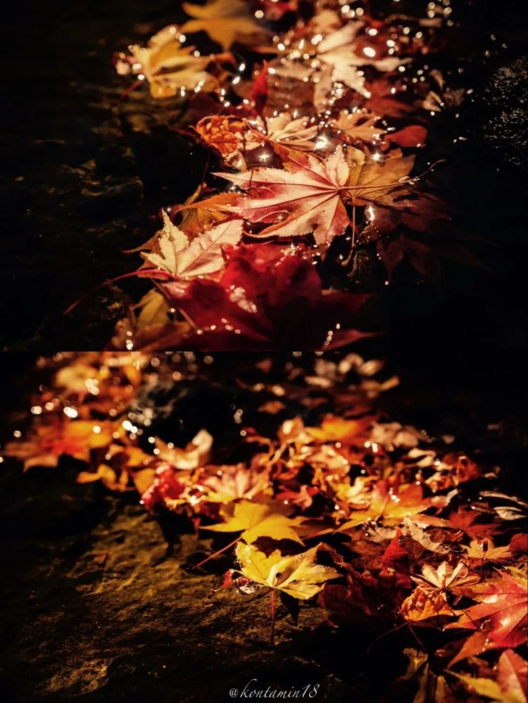 第260期：特朗普与高市早苗会面；龟梨和也与田中美奈实分手？日本熊灾肆虐；安倍晋三枪击案公审 | 百通板