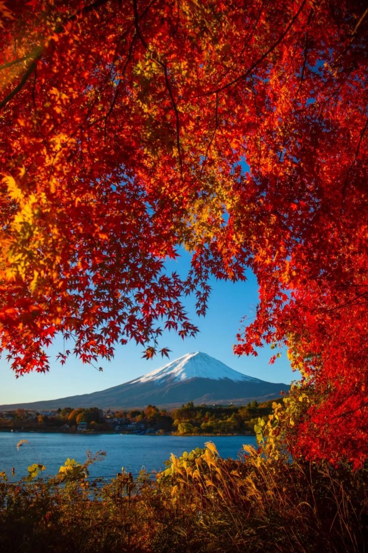 第260期：特朗普与高市早苗会面；龟梨和也与田中美奈实分手？日本熊灾肆虐；安倍晋三枪击案公审 | 百通板