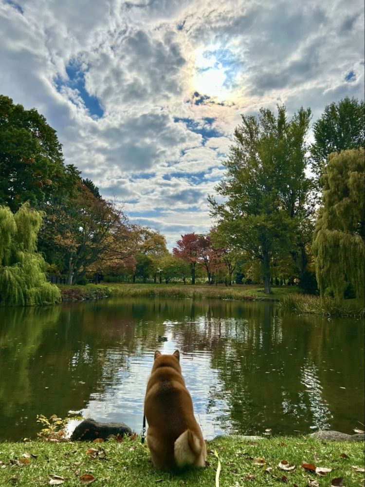 第260期：特朗普与高市早苗会面；龟梨和也与田中美奈实分手？日本熊灾肆虐；安倍晋三枪击案公审 | 百通板