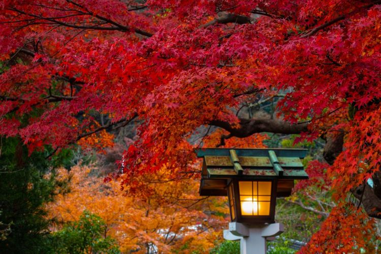 镰仓·红叶的名胜散步:巡游染上秋色的寺院神社 镰仓·红叶的名胜散步:巡游染上秋色的寺院神社