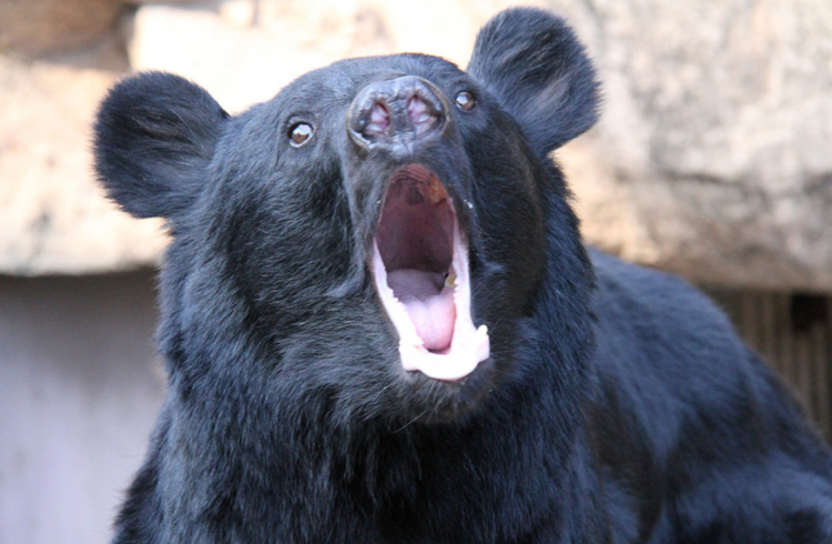 日本熊害频发引担忧 专家呼吁加强“人熊共存”管理机制 日本熊害频发引担忧 专家呼吁加强“人熊共存”管理机制