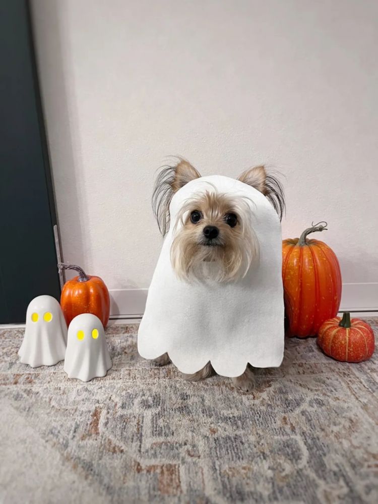 第261期：中国对日免签延长；木村拓哉长女恋爱？中日轮值APEC主席国；哥斯拉续作定名；日本熊灾 | 百通板