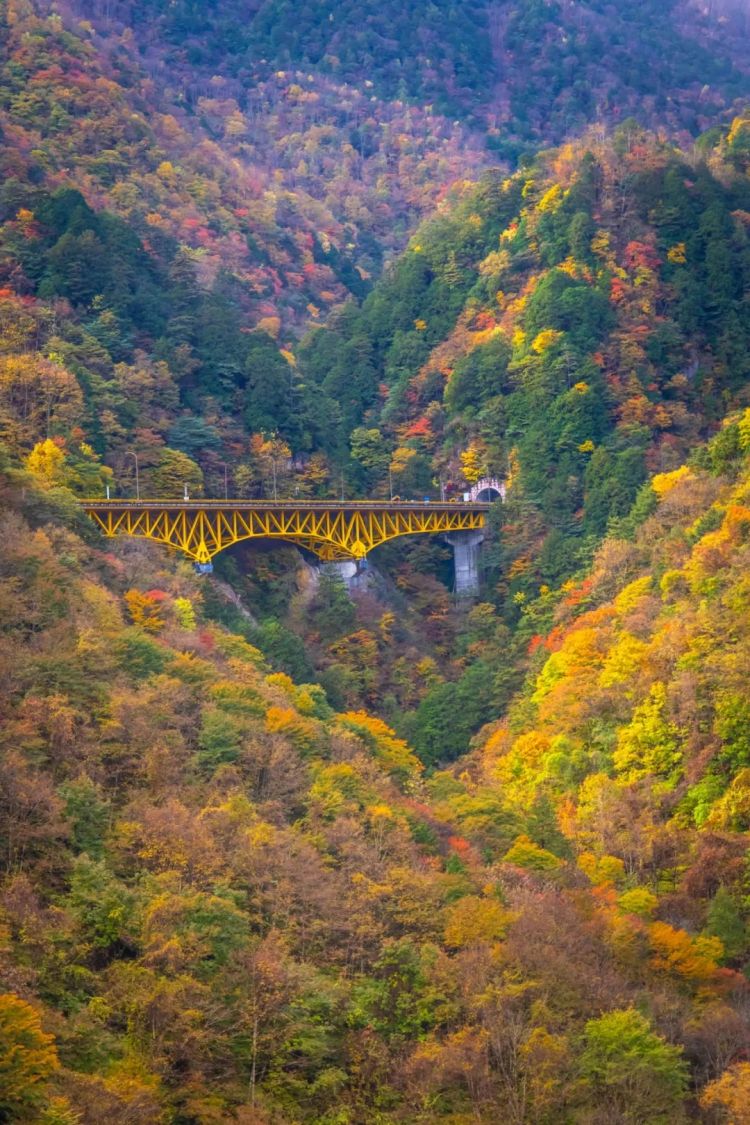 第261期：中国对日免签延长；木村拓哉长女恋爱？中日轮值APEC主席国；哥斯拉续作定名；日本熊灾 | 百通板