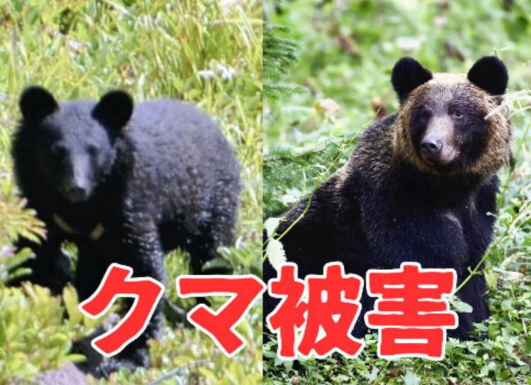 日本熊出没数量激增 上半年捕获超六千头创历史新高 日本熊出没数量激增 上半年捕获超六千头创历史新高