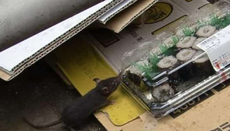 东京鼠患危机加剧 繁华区垃圾堆成 东京鼠患危机加剧 繁华区垃圾堆成