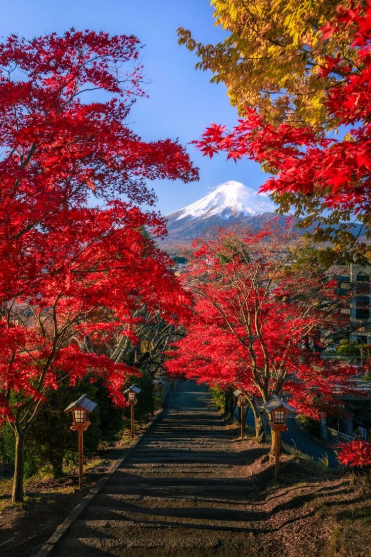 第262期:suica西瓜卡企鹅要毕业?宝可梦新作定档明年;日系车企财报赤字频出?日本熊灾破纪录;aespa将登红白?| 百通板 第262期:suica西瓜卡企鹅要毕业?宝可梦新作定档明年;日系车企财报赤字频出?日本熊灾破纪录;aespa将登红白?| 百通板