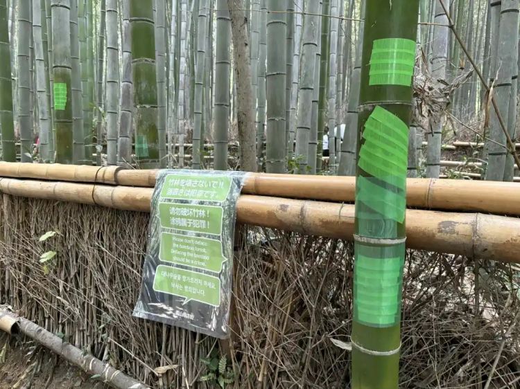 外国游客在竹子上乱涂乱画,日本人崩溃:我把竹子砍了还不行吗? 外国游客在竹子上乱涂乱画,日本人崩溃:我把竹子砍了还不行吗?