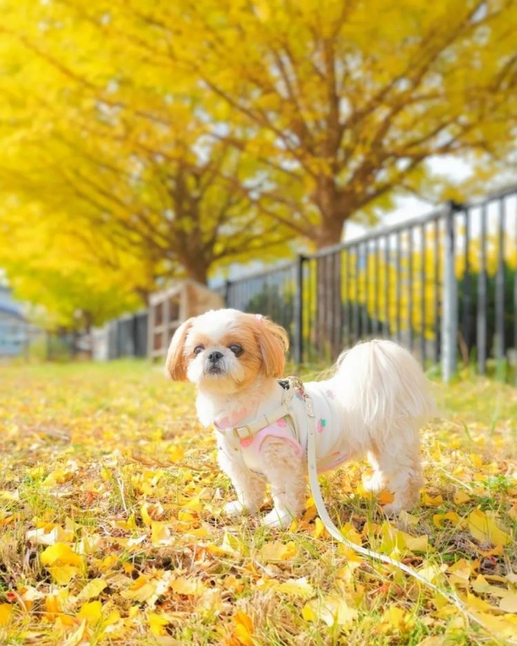 第262期:suica西瓜卡企鹅要毕业?宝可梦新作定档明年;日系车企财报赤字频出?日本熊灾破纪录;aespa将登红白?| 百通板 第262期:suica西瓜卡企鹅要毕业?宝可梦新作定档明年;日系车企财报赤字频出?日本熊灾破纪录;aespa将登红白?| 百通板