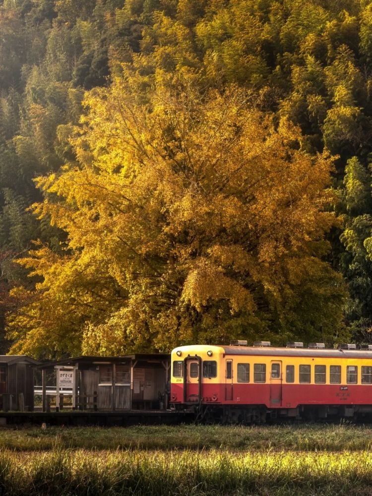 第262期:suica西瓜卡企鹅要毕业?宝可梦新作定档明年;日系车企财报赤字频出?日本熊灾破纪录;aespa将登红白?| 百通板 第262期:suica西瓜卡企鹅要毕业?宝可梦新作定档明年;日系车企财报赤字频出?日本熊灾破纪录;aespa将登红白?| 百通板