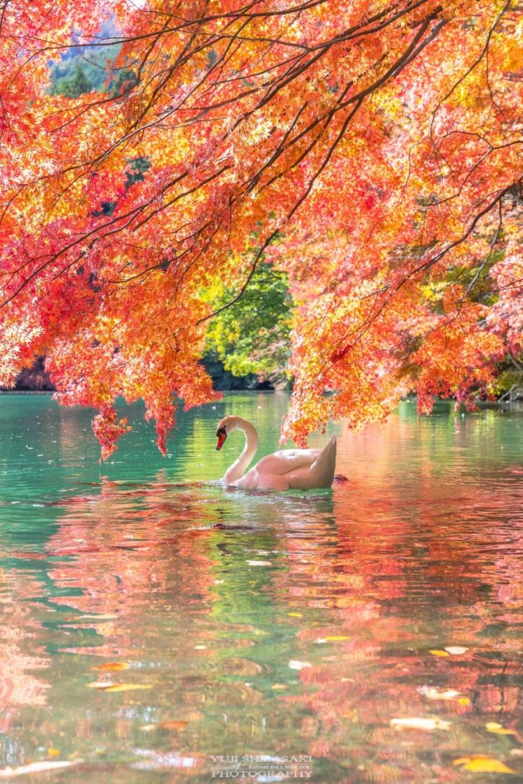 第262期:suica西瓜卡企鹅要毕业?宝可梦新作定档明年;日系车企财报赤字频出?日本熊灾破纪录;aespa将登红白?| 百通板 第262期:suica西瓜卡企鹅要毕业?宝可梦新作定档明年;日系车企财报赤字频出?日本熊灾破纪录;aespa将登红白?| 百通板