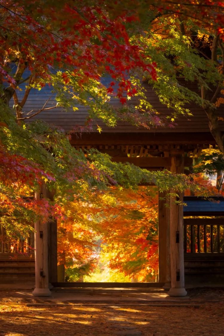 第263期：赴日旅游减少 日本将损失1.7万亿？NHK红白歌会名单出炉；日本GD日本GDP现负增长 | 百通板