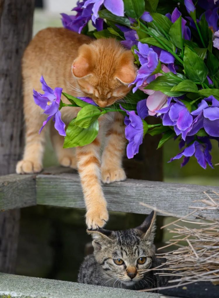 第263期：赴日旅游减少 日本将损失1.7万亿？NHK红白歌会名单出炉；日本GD日本GDP现负增长 | 百通板