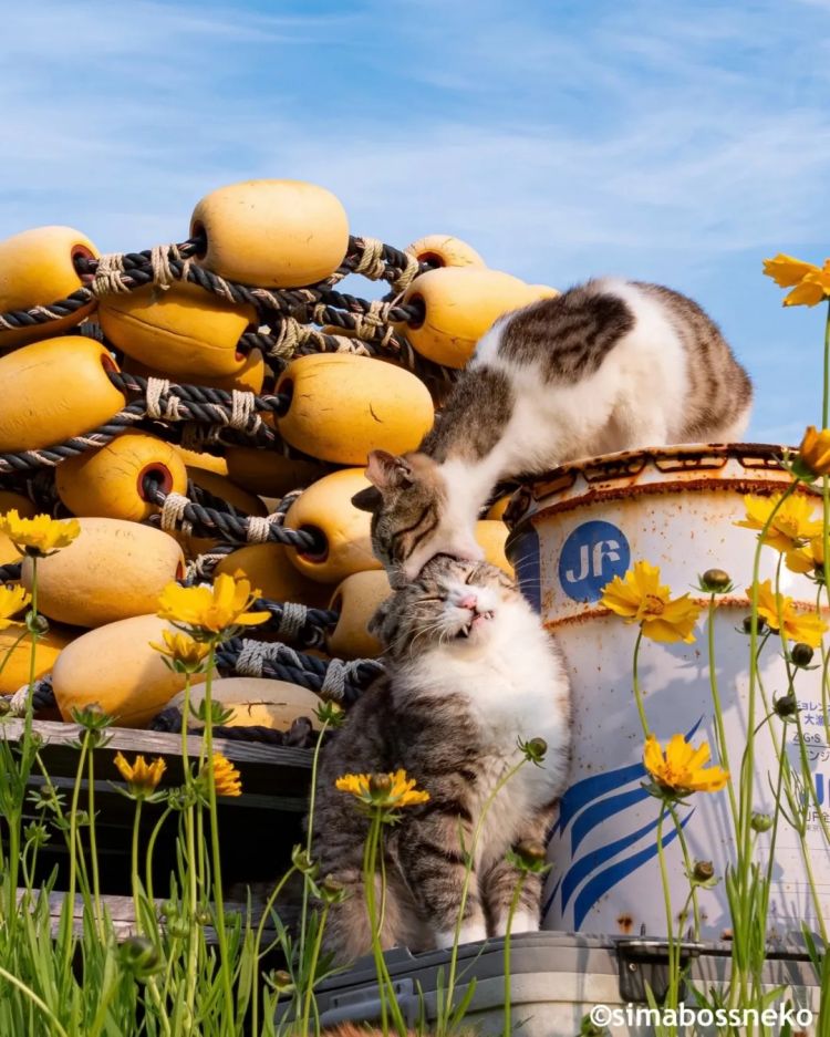 第263期：赴日旅游减少 日本将损失1.7万亿？NHK红白歌会名单出炉；日本GD日本GDP现负增长 | 百通板