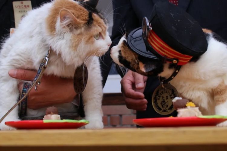 第264期：在华演出接连取消 日本音乐人怒批日本政府？中国暂停日本水产进口；唱片大奖公布 | 百通板