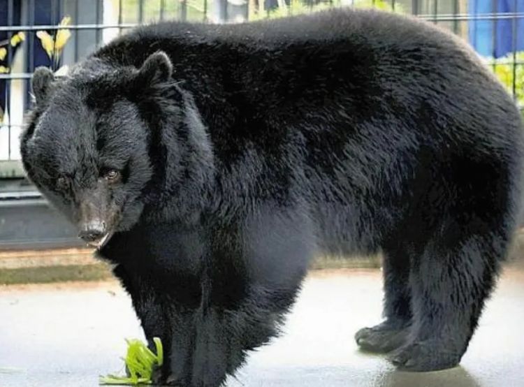 第264期：在华演出接连取消 日本音乐人怒批日本政府？中国暂停日本水产进口；唱片大奖公布 | 百通板