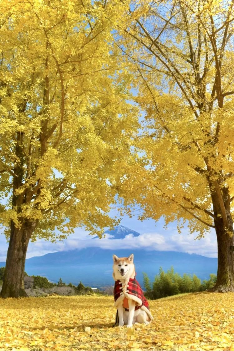 第264期：在华演出接连取消 日本音乐人怒批日本政府？中国暂停日本水产进口；唱片大奖公布 | 百通板