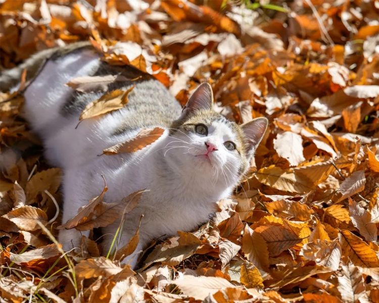 第264期：在华演出接连取消 日本音乐人怒批日本政府？中国暂停日本水产进口；唱片大奖公布 | 百通板