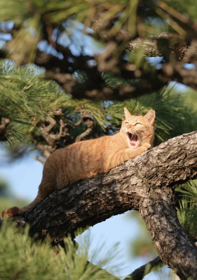 第264期：在华演出接连取消 日本音乐人怒批日本政府？中国暂停日本水产进口；唱片大奖公布 | 百通板