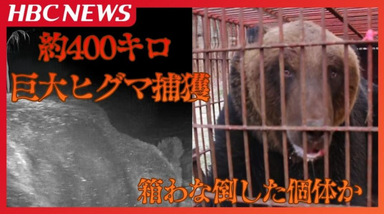 北海道捕获400公斤巨型棕熊 疑为两周前逃脱同个体 北海道捕获400公斤巨型棕熊 疑为两周前逃脱同个体