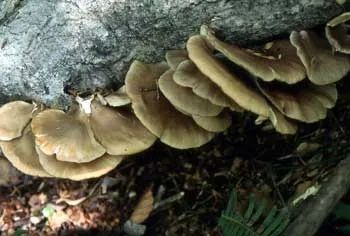 日本大爷上山采蘑菇吃完差点没命，大爷：问了AI说没毒才吃的…