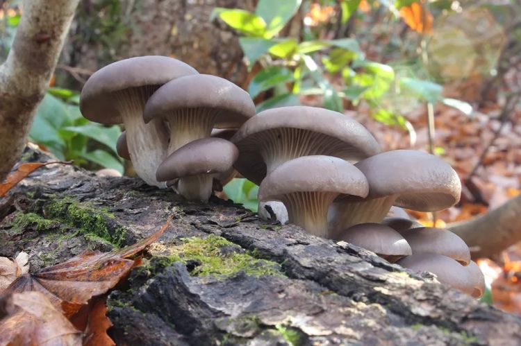 日本大爷上山采蘑菇吃完差点没命，大爷：问了AI说没毒才吃的…