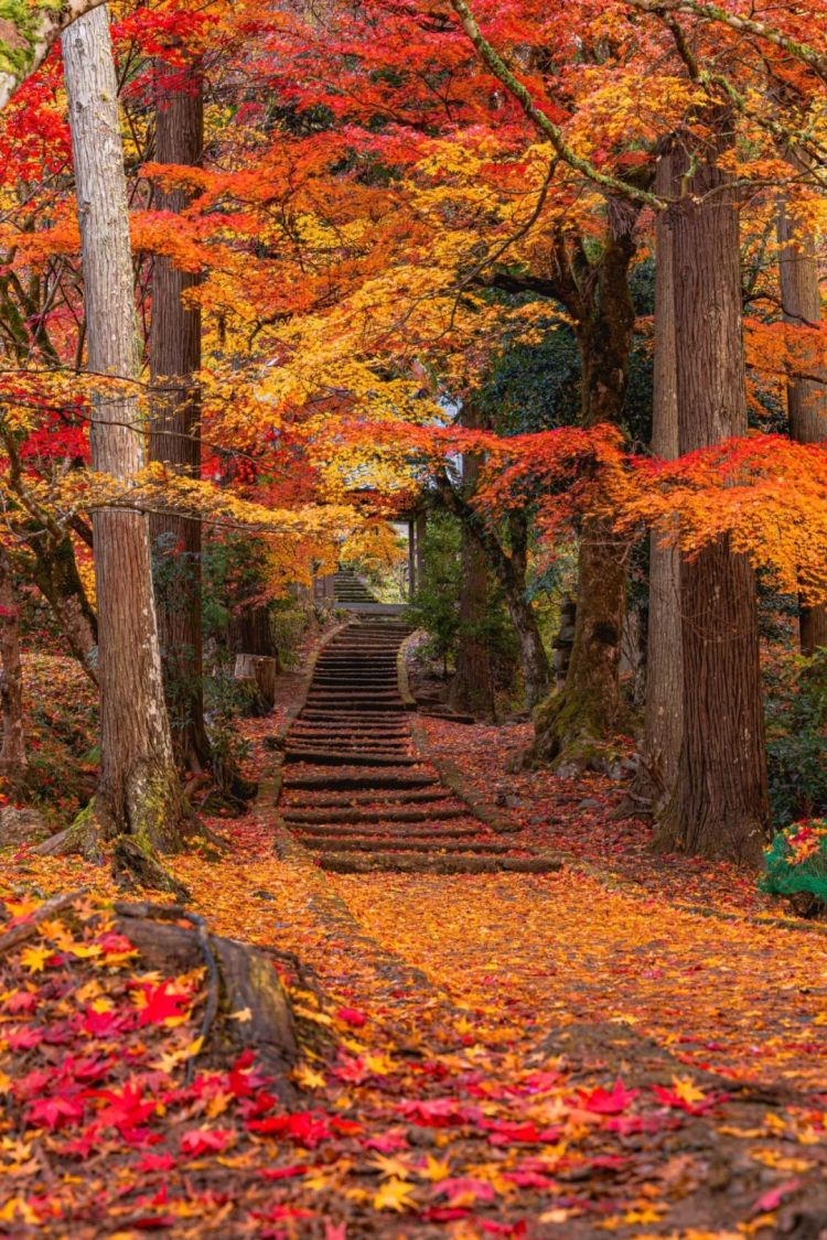 第265期:高市早苗名言当选日本年度流行语?东京拟提高住宿税;滨崎步演唱会紧急叫停?| 百通板 第265期:高市早苗名言当选日本年度流行语?东京拟提高住宿税;滨崎步演唱会紧急叫停?| 百通板