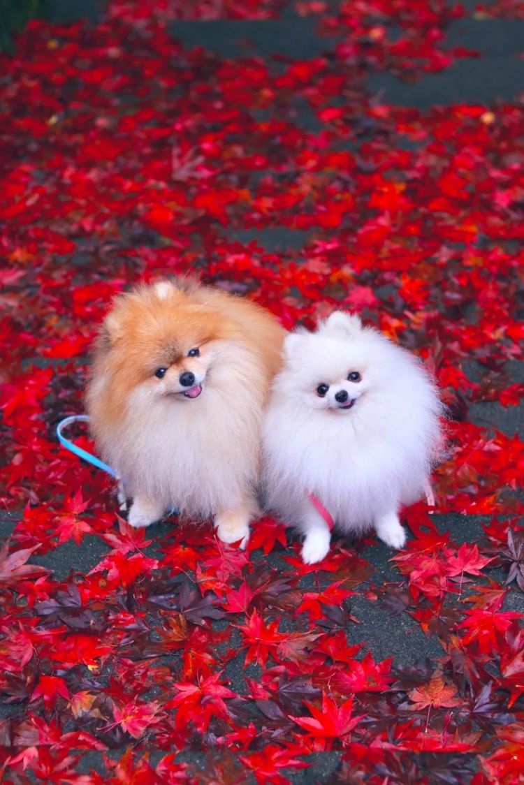 第265期:高市早苗名言当选日本年度流行语?东京拟提高住宿税;滨崎步演唱会紧急叫停?| 百通板 第265期:高市早苗名言当选日本年度流行语?东京拟提高住宿税;滨崎步演唱会紧急叫停?| 百通板