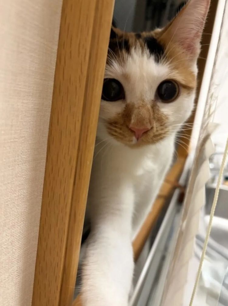 第265期:高市早苗名言当选日本年度流行语?东京拟提高住宿税;滨崎步演唱会紧急叫停?| 百通板 第265期:高市早苗名言当选日本年度流行语?东京拟提高住宿税;滨崎步演唱会紧急叫停?| 百通板