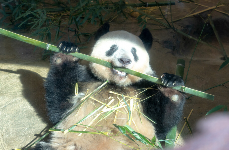 日本将没有大熊猫？ 粉丝大排长龙告别