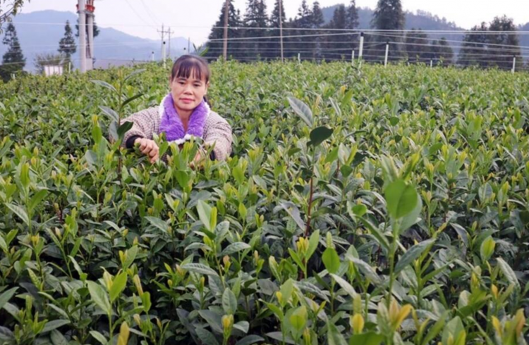 中国抹茶产能急速扩张 日本产地担忧市场竞争 中国抹茶产能急速扩张 日本产地担忧市场竞争